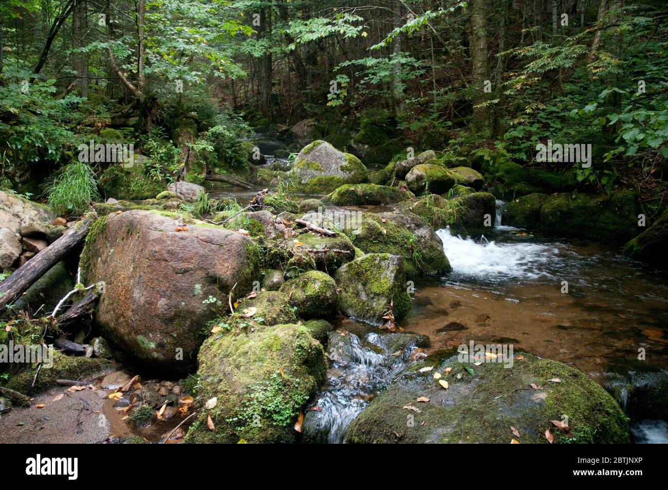 Ein Fluss und ein Moos Laubwald im Mont Megantic Nationalpark in der Nähe von Notre Dame des Bois in Estrie, Appalachia, Eastern Townships, Quebec, Kanada. Stockfoto