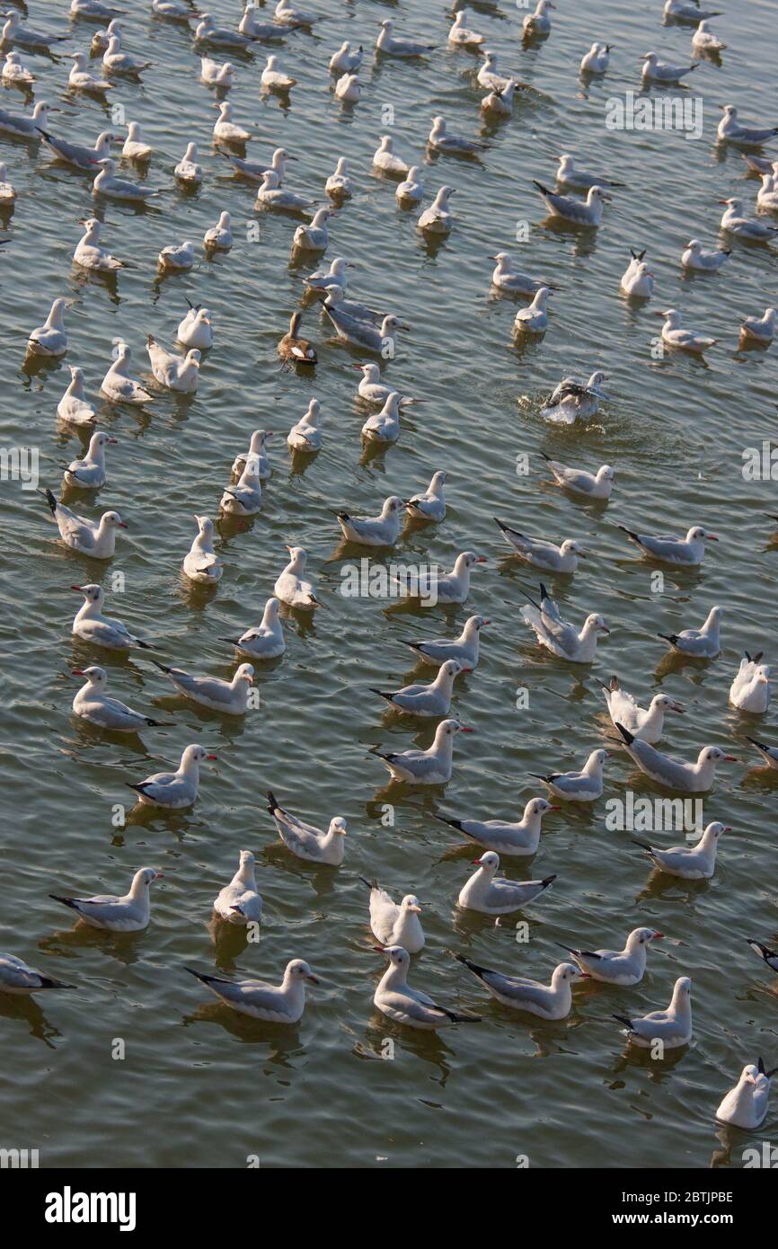 Eine riesige Schar von Zugvögeln (Möwen und Terns) wimmelt Lakhota See im Winter in Jamnagar (Gujarat, Indien) Stockfoto