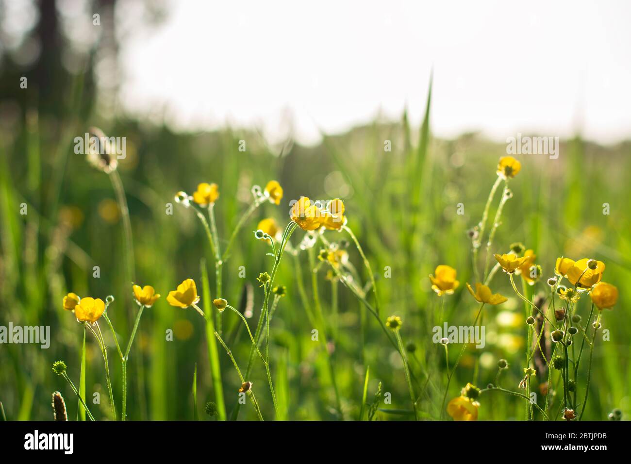 Niedriger Blickwinkel in einer gelb blühenden Butterblume Blumenwiese im Sonnenlicht während der goldenen Stunde. Ranunculus blühen auf einem Feld an einem sonnigen Tag. Stockfoto