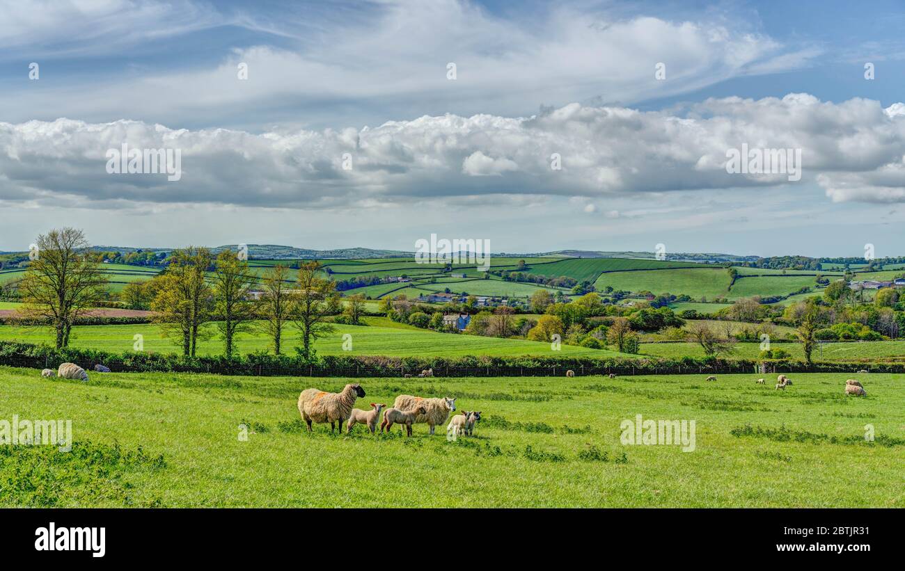 Mutterschafe und Lämmer weiden und genießen die grünen Weiden von Cornwall, herrlich saftiges grünes Gras mit Blick auf benachbarte Bauernhöfe in sanft hügeliger Landschaft. Stockfoto