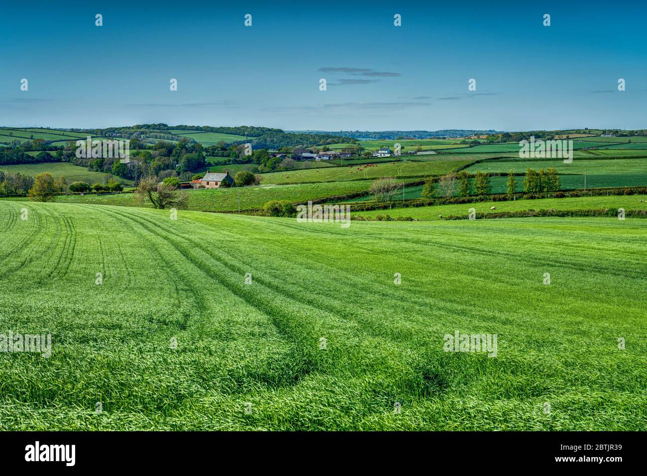 Eine sehr grüne Frühlingsgerste mit großen Traktorlinien, die Ihr Auge in ein schönes Patchwork von kornischen Bauernhöfen in sanft hügeliger Landschaft hineinzieht. Stockfoto