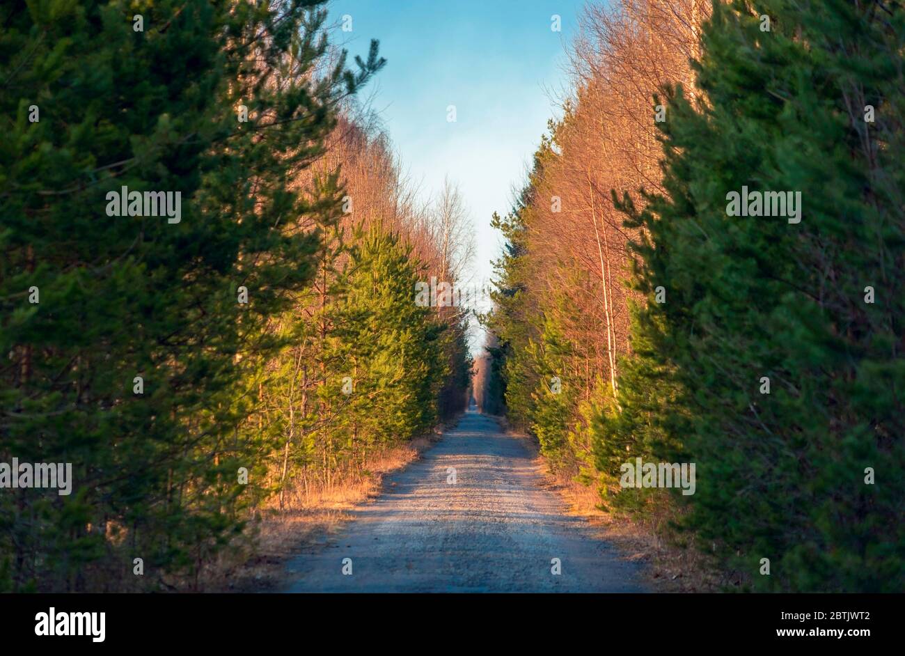 Eine schmale Waldstraße, die sich in die Ferne erstreckt. Abendlandschaft. Stockfoto