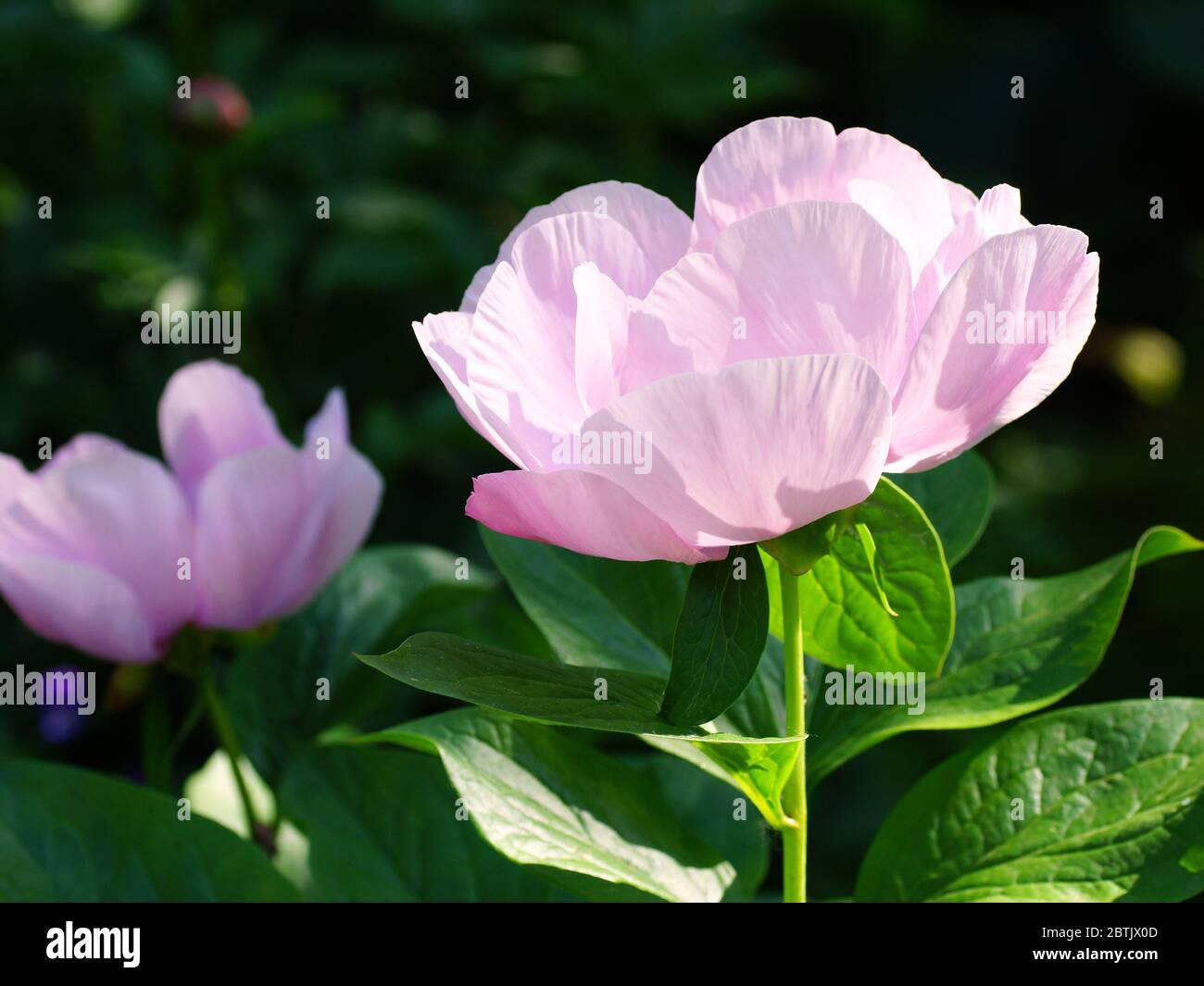Paeonia May Lilac. Rosa Pfingstrose Blume. Schöne rosa Pfingstrosen im Garten. Stockfoto