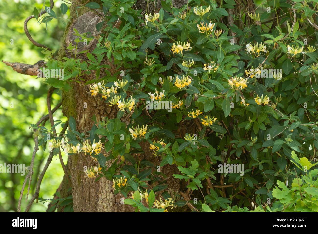 Geißblatt (Lonicera periclymenum) in der Blume, die einen Baum aufwächst, Großbritannien. Geißblatt ist eine sehr wertvolle Pflanze für die Tierwelt. Stockfoto