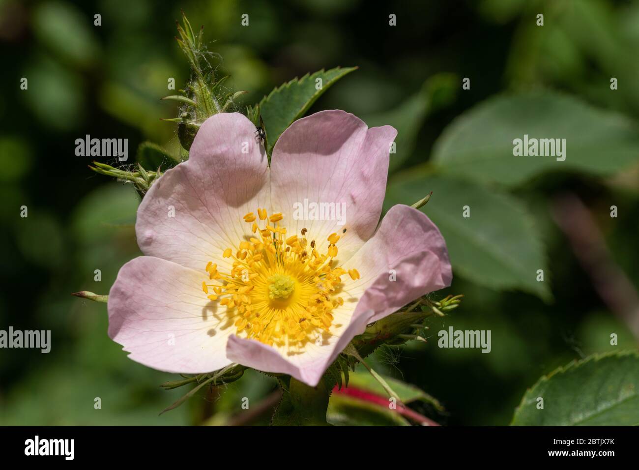 Wildhundrose (Rosa canina) blühend im Mai, UK Stockfoto