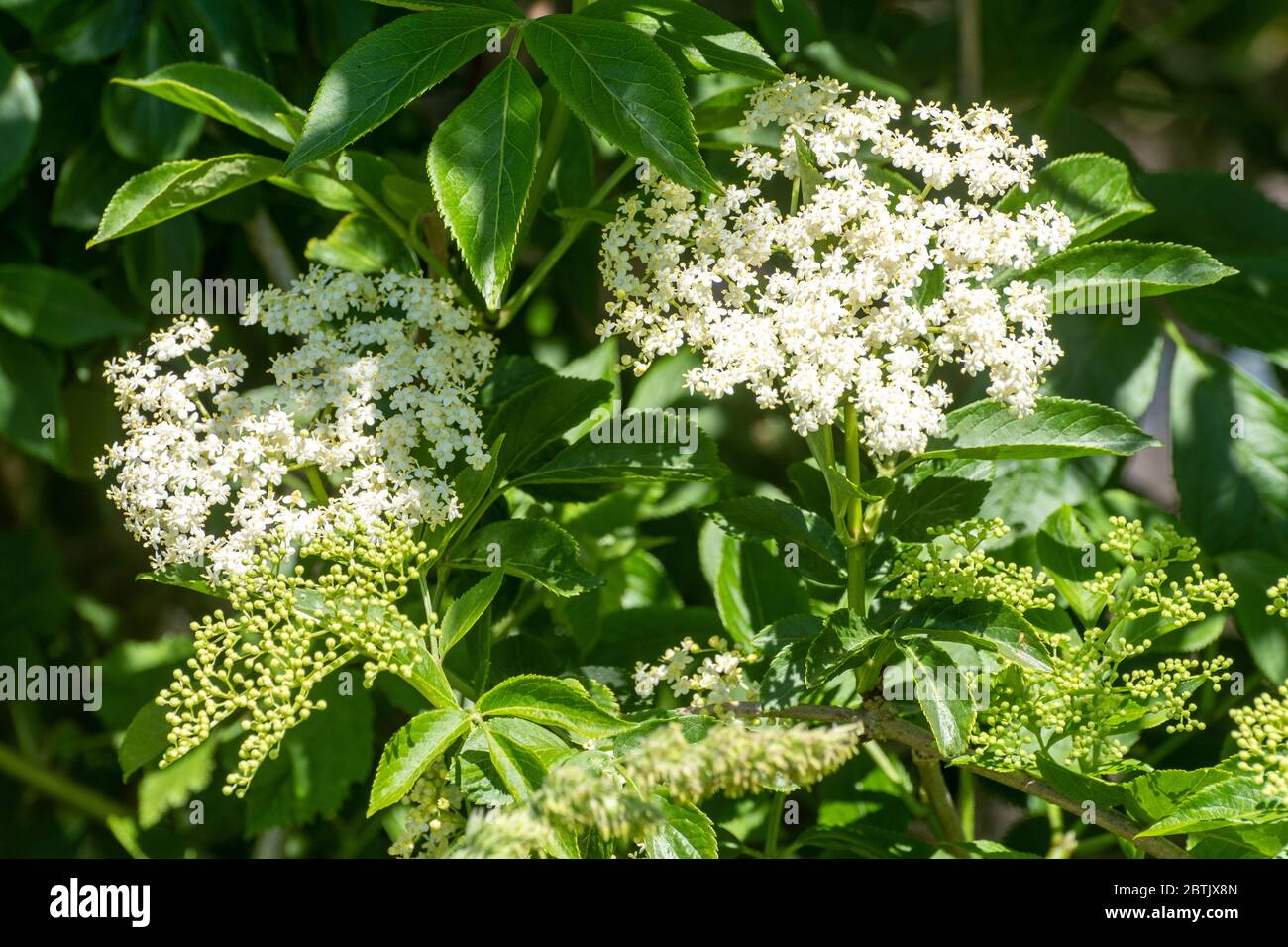 Holunderbaum Einheimischer baum -Fotos und -Bildmaterial in hoher Auflösung – Alamy
