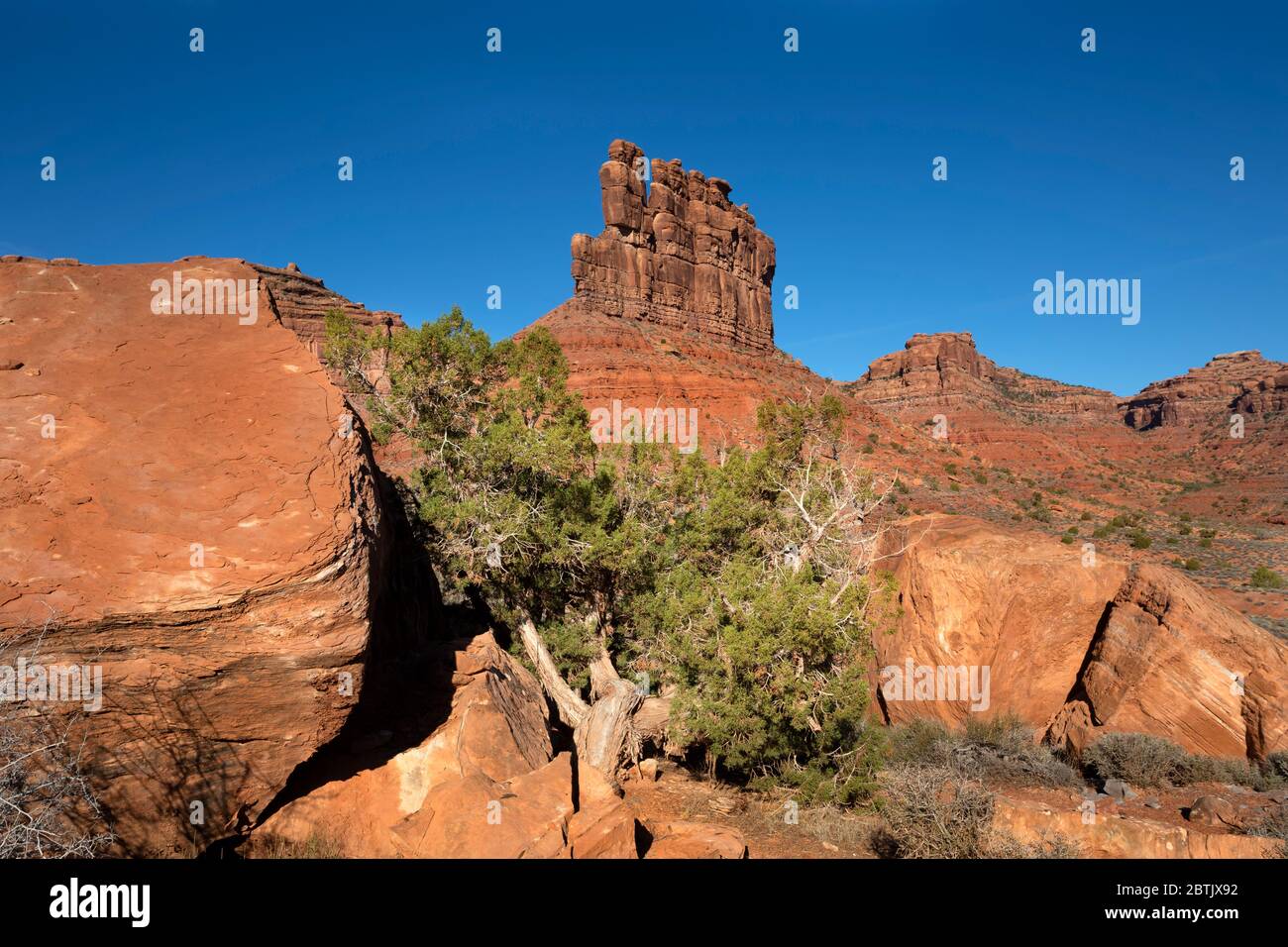 UT00626-00...UTAH - EIN Wacholderbaum am Fuße einer bunten butte aus rotem Sandstein im Tal der Götter; ein Gebiet von kritischer Umweltkonz Stockfoto