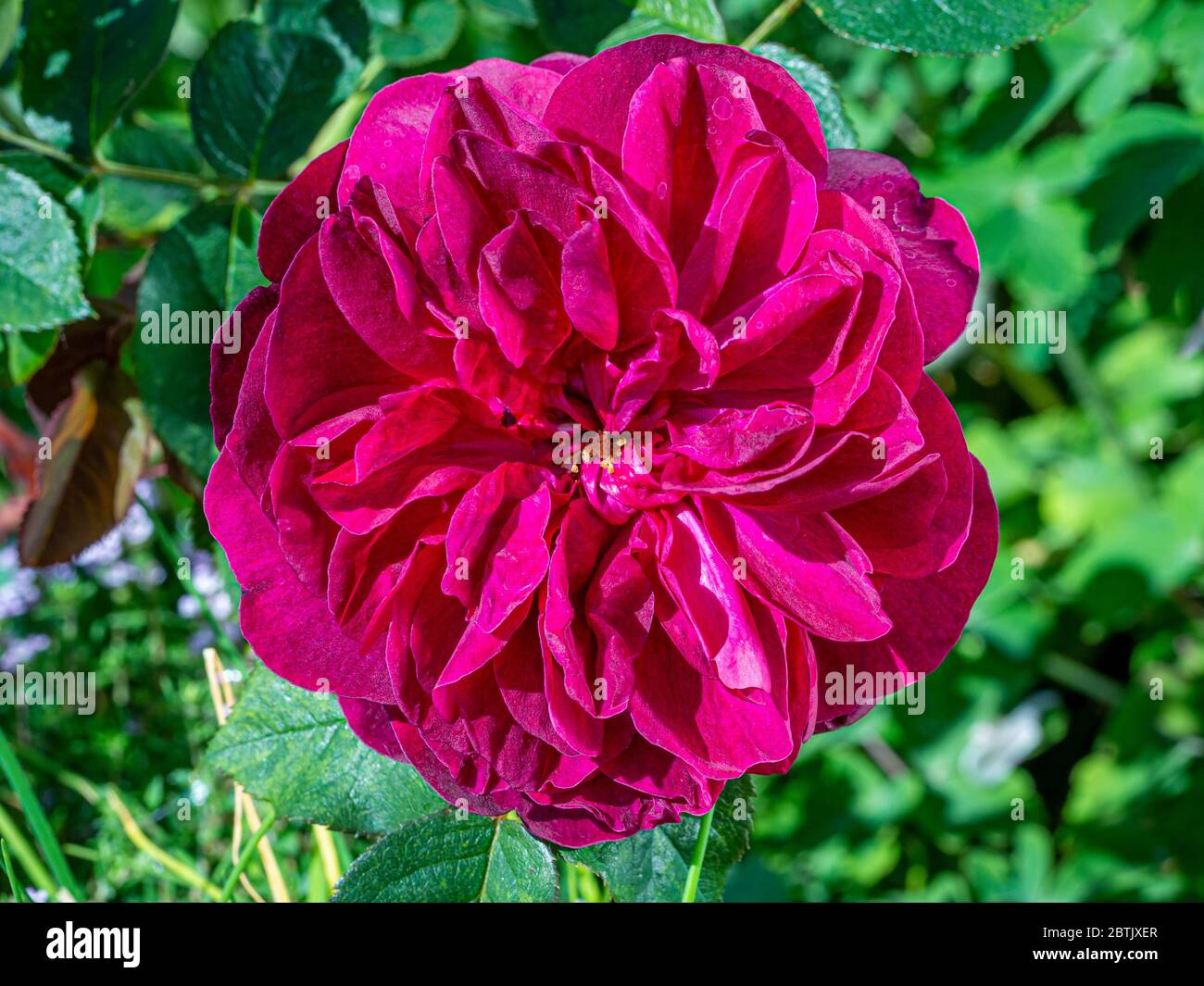 Nahaufnahme einer purpurroten Strauchrose namens Rosa Darcey Bussell, die in einem Garten wächst Stockfoto