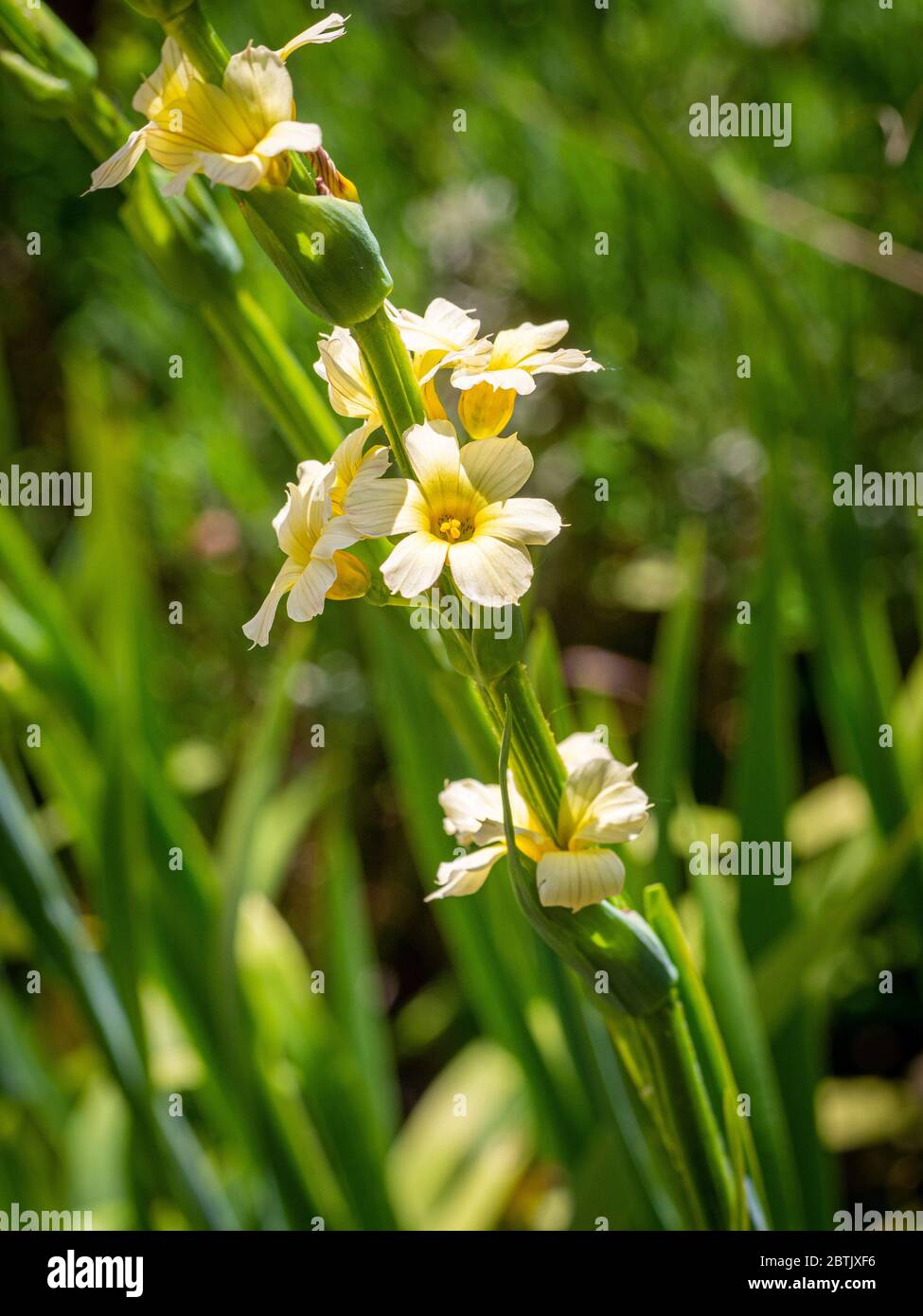 Mehrjährige Blüte, Sisyrinchium striatum wächst in einem Garten. Stockfoto