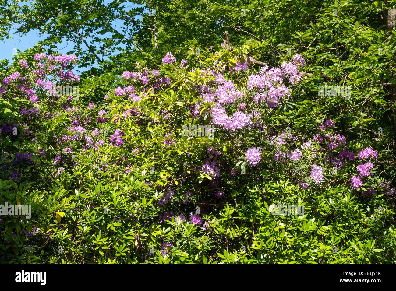 Rhododendron (Rhododendron ponticum) in Blüte durch die Straße in Fleet, Hampshire, Großbritannien. Rhododendren sind eine nicht-native invasive Pflanze in Großbritannien. Stockfoto