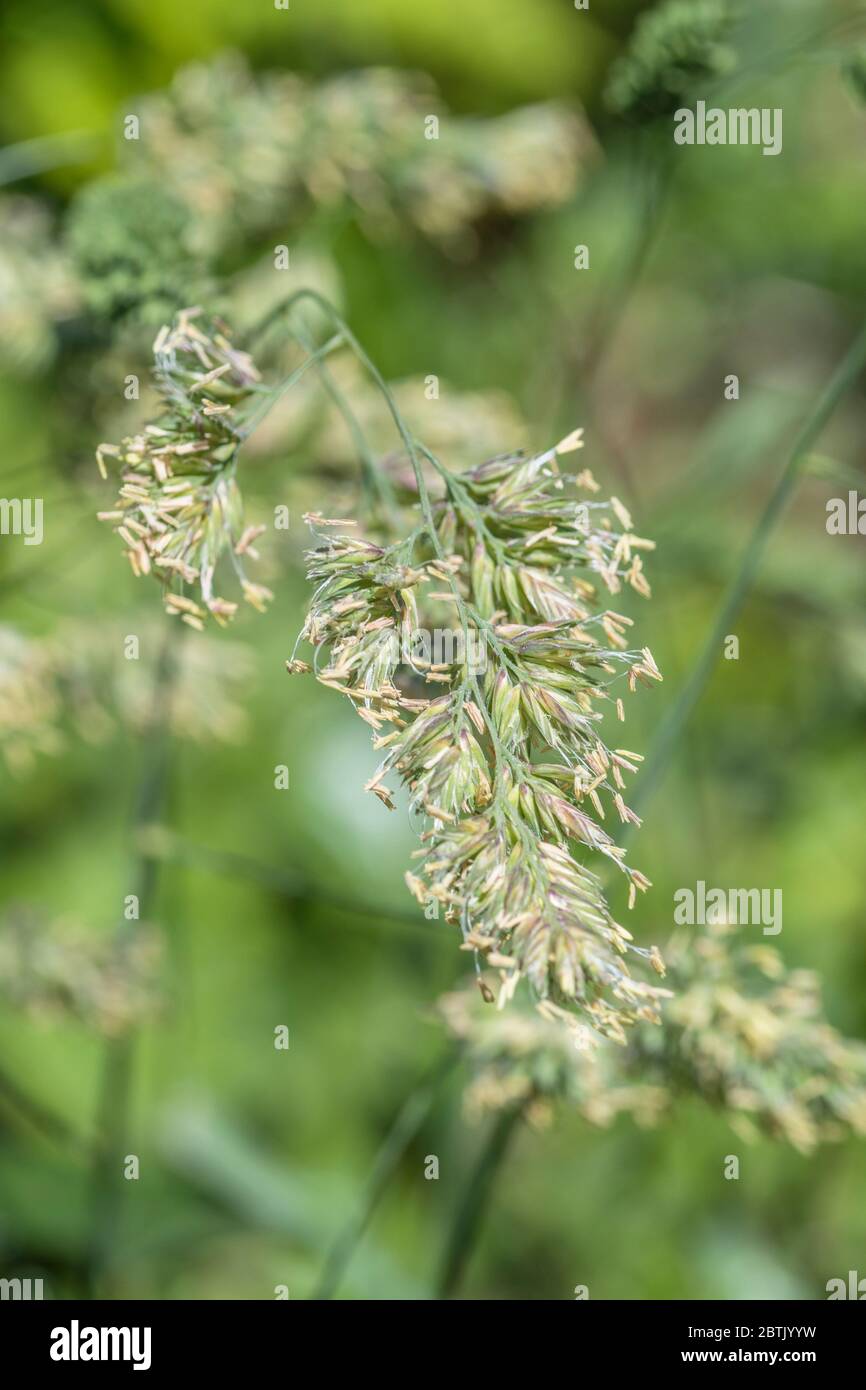 Makro-Nahaufnahme von blühendem Gras im Sonnenlicht. Vermutlich Cocksfoot Gras / Dactylis glomerata ein gemeinsames landwirtschaftliches Gras in Großbritannien Stockfoto