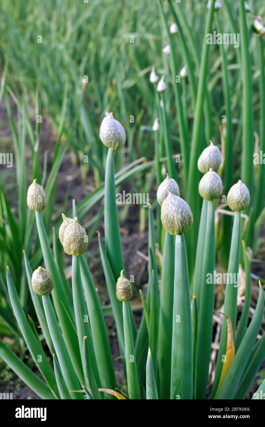 Reifende grüne Zwiebel für Samen im Gemüsegarten Stockfoto