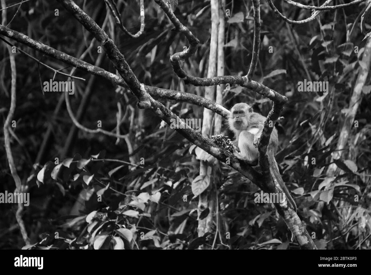 Makaken Affe essen Früchte hoch in einem Baum Stockfoto