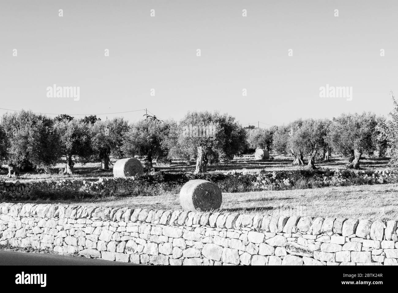 Ländliche Landschaft der Landschaft des Südost-Sizilien im vollen Frühling, trockene Steinmauern, Oliven-und Johannisbrotbäume und Heuballen. Stockfoto