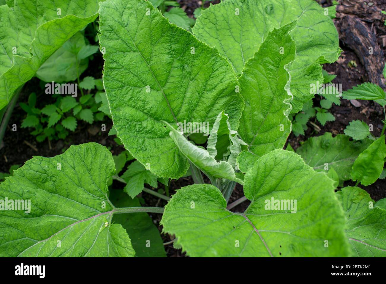 Lateinischer name arctium lappa Fotos und Bildmaterial in hoher