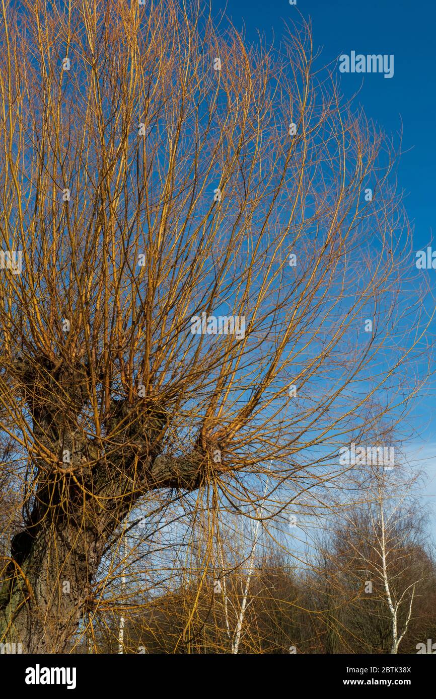 Weidenbaum am Ooser Landgraben in Baden-Baden Sandweier Stockfoto