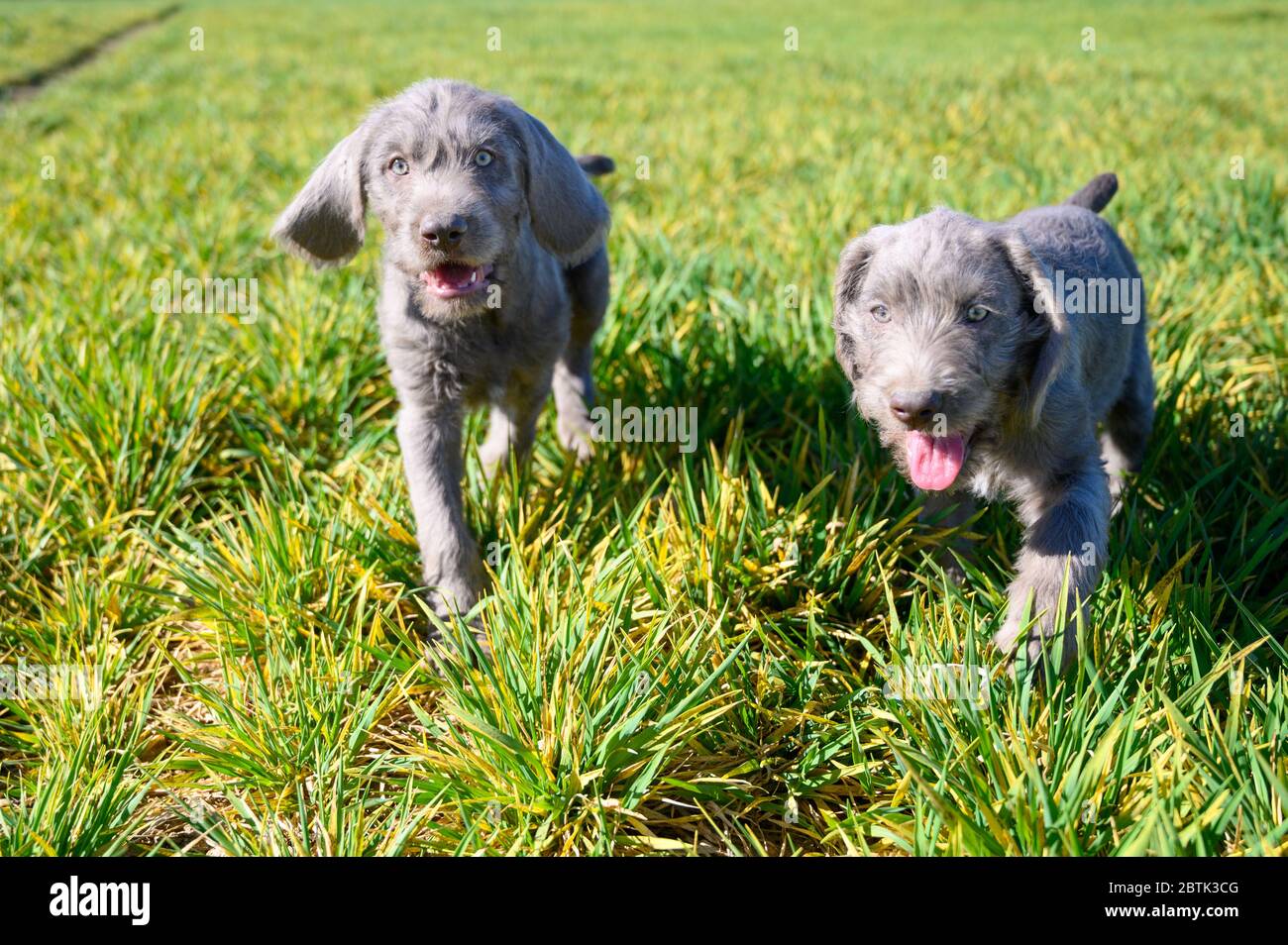 Grauhaarige Welpen im Gras. Die Welpen sind der Rasse: Slowakischer rauhaariger Pointer oder Slowakischer Drahthaariger Zeigegriffon. Stockfoto