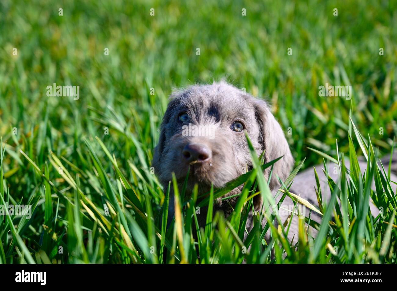 Grauhaarige Welpen im Gras. Die Welpen sind der Rasse: Slowakischer rauhaariger Pointer oder Slowakischer Drahthaariger Zeigegriffon. Stockfoto