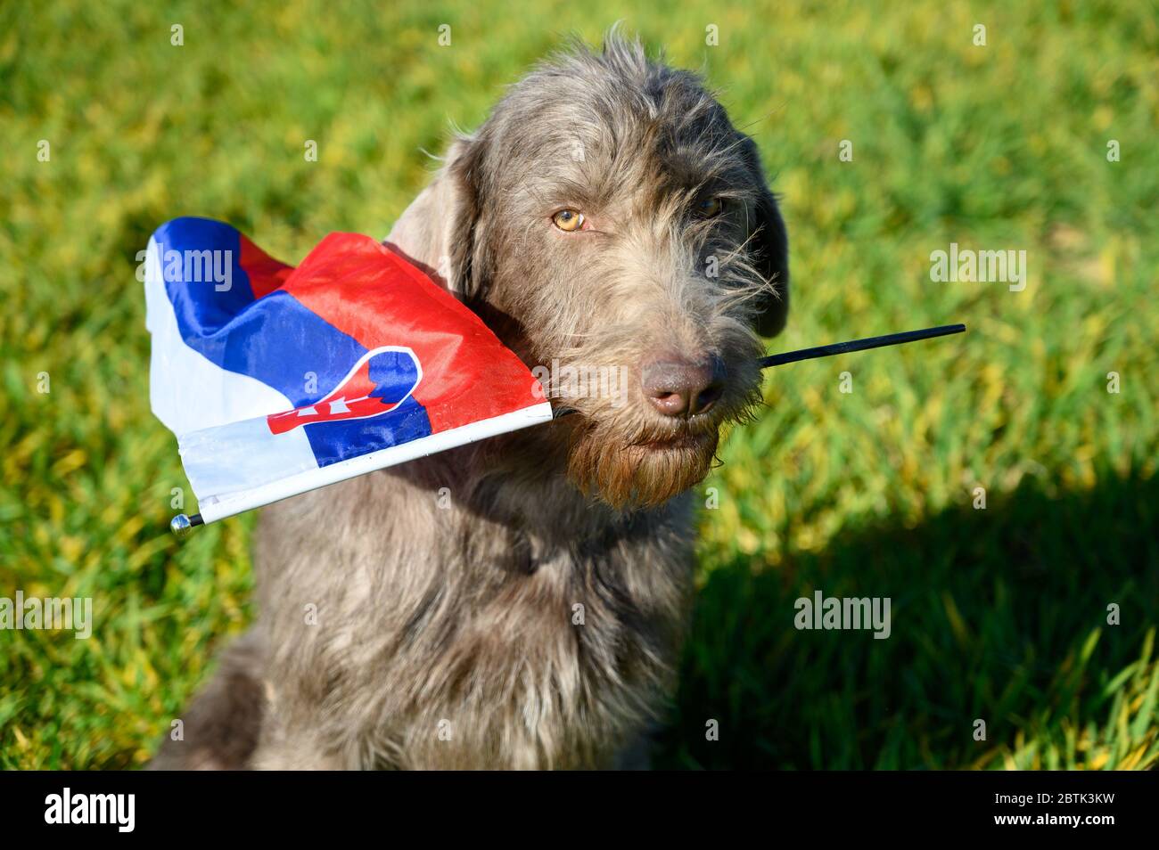 Grauhaariger Hund im Gras, der die slowakische Flagge hält. Der Hund ist der Rasse: Slowakischer rauer Zeiger oder Slowakischer Drahthaar-Zeigegriffon. Stockfoto