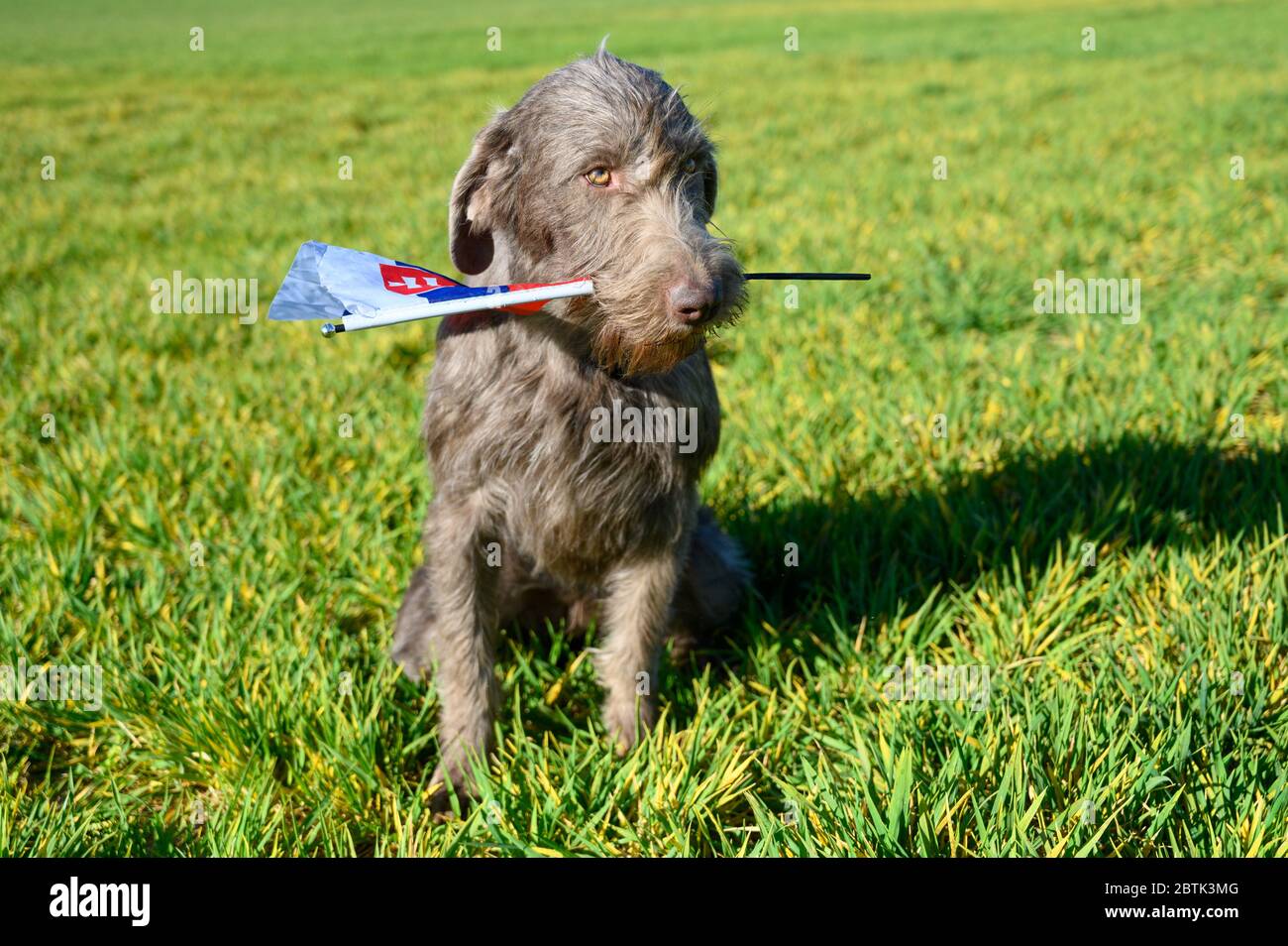 Grauhaariger Hund im Gras, der die slowakische Flagge hält. Der Hund ist der Rasse: Slowakischer rauer Zeiger oder Slowakischer Drahthaar-Zeigegriffon. Stockfoto