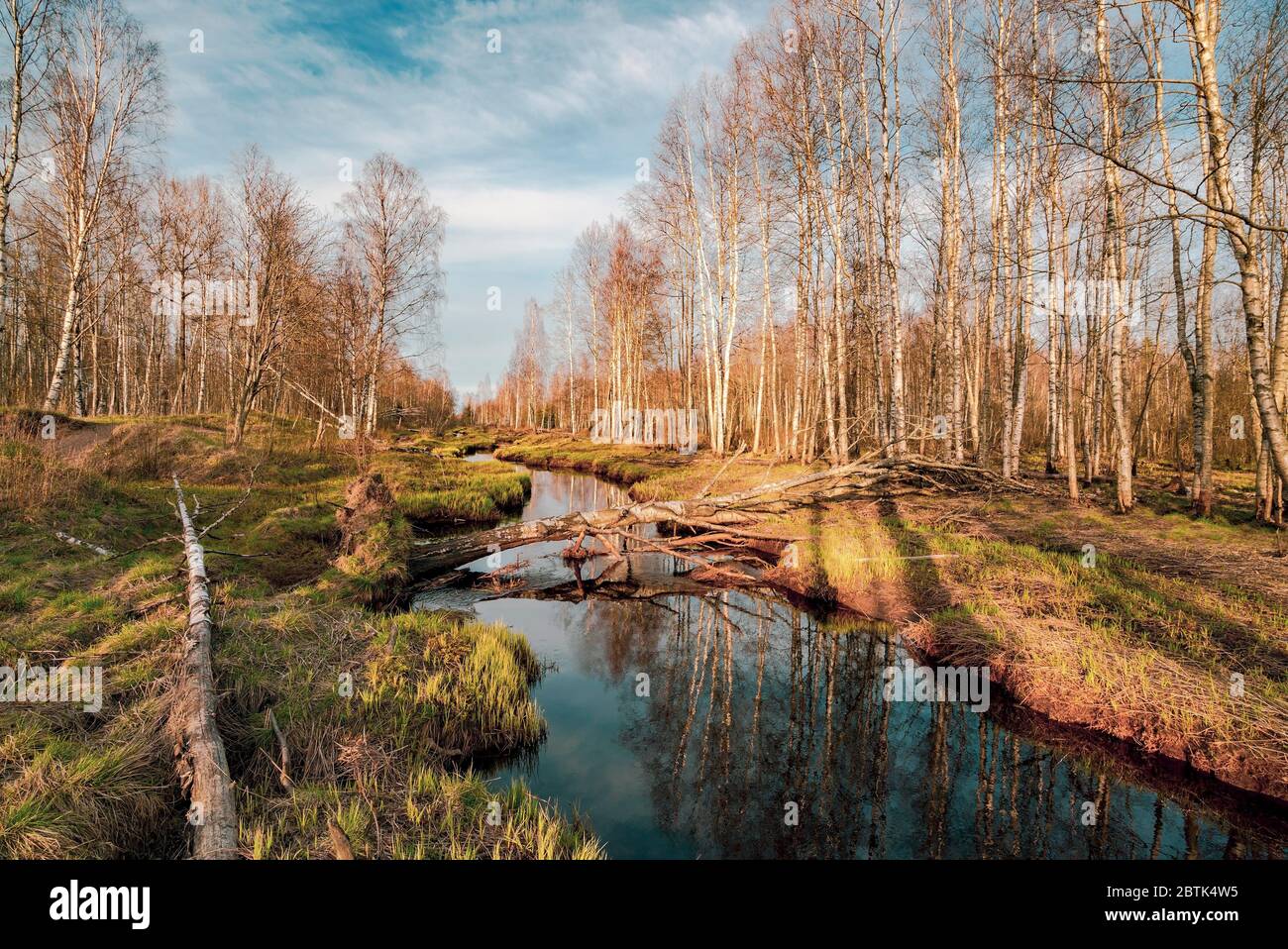 Fluss im Wald im Frühling. Lepsari, Leningrad Gebiet Stockfoto