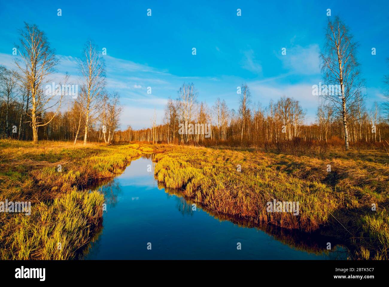 Fluss im Wald im Frühling. Lepsari, Leningrad Gebiet Stockfoto