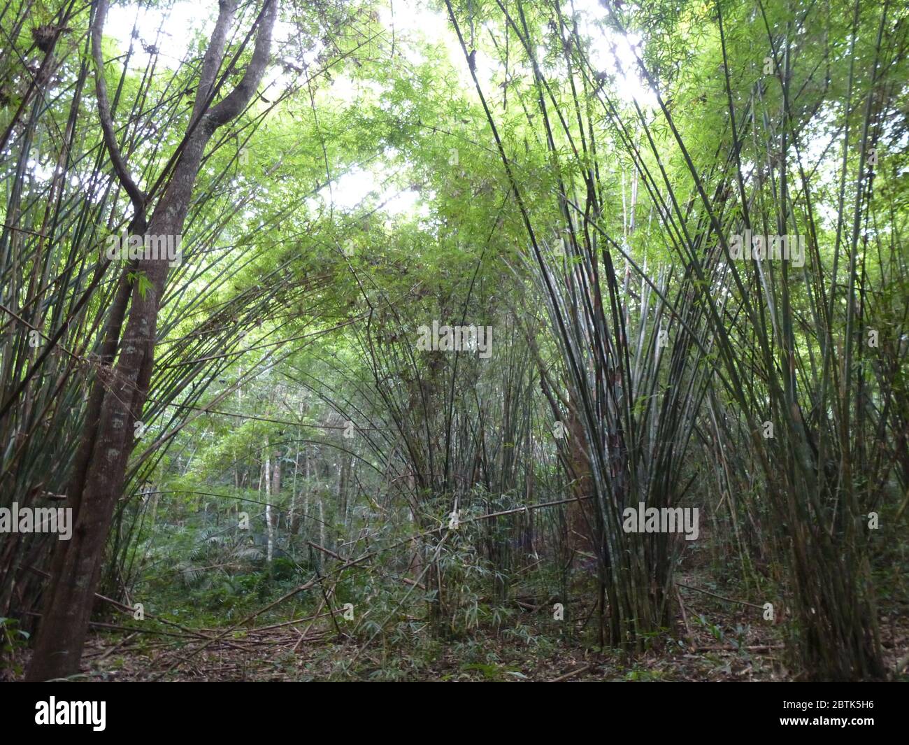 Bambusbäume im Nam Nao Nationalpark in Thailand Stockfoto