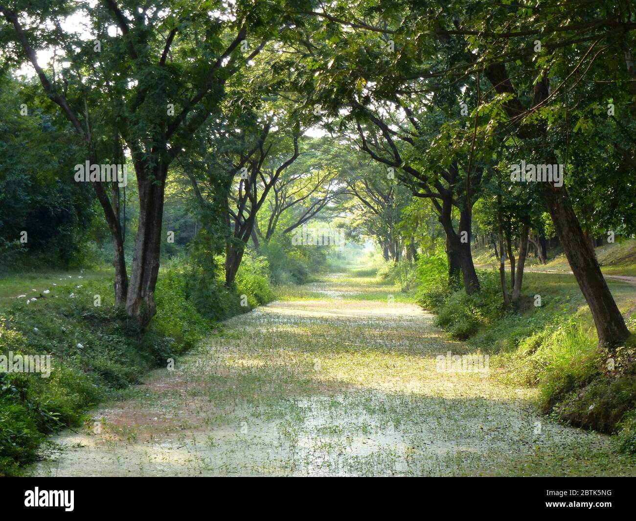 Vielleicht eine der schönsten Straßen der Welt: Kanal mit herrlichen Bäumen in Sukhothai Stockfoto