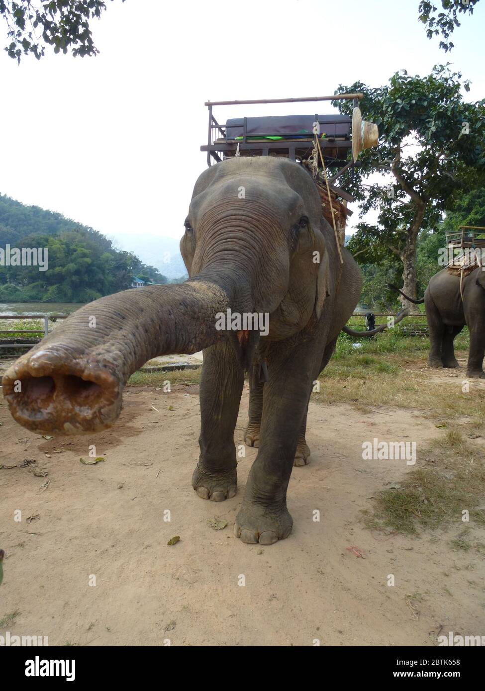 Lustige asiatische Elefant zeigt seine lange Proboscis Stockfoto