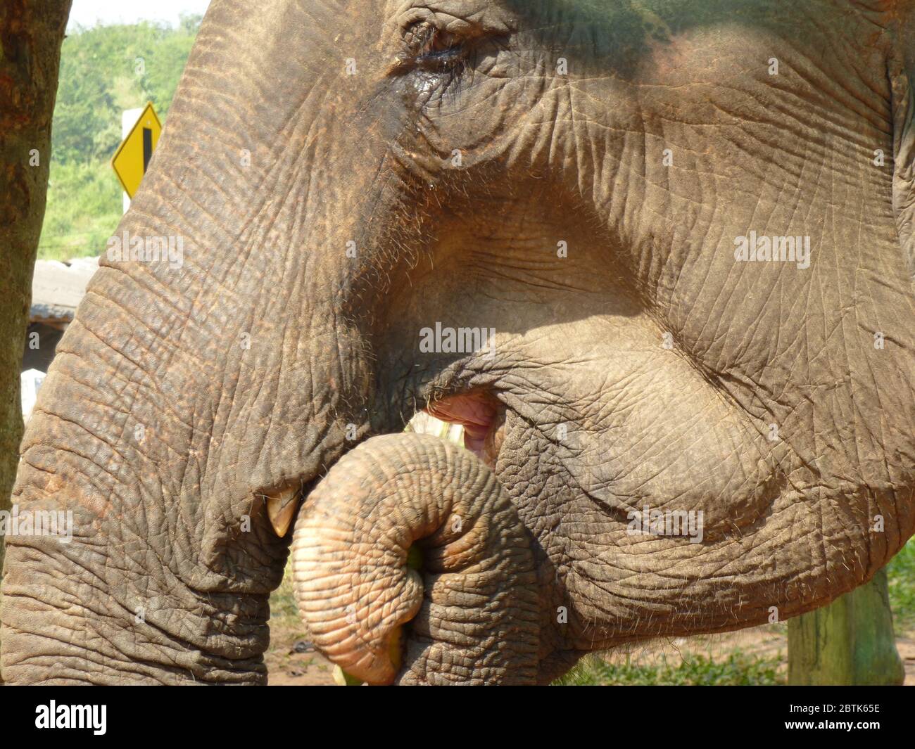 Der asiatische Elefant hat nach einer Trekking-Tour in den Hügeln Nordthailands ein kleines Mittagessen Stockfoto