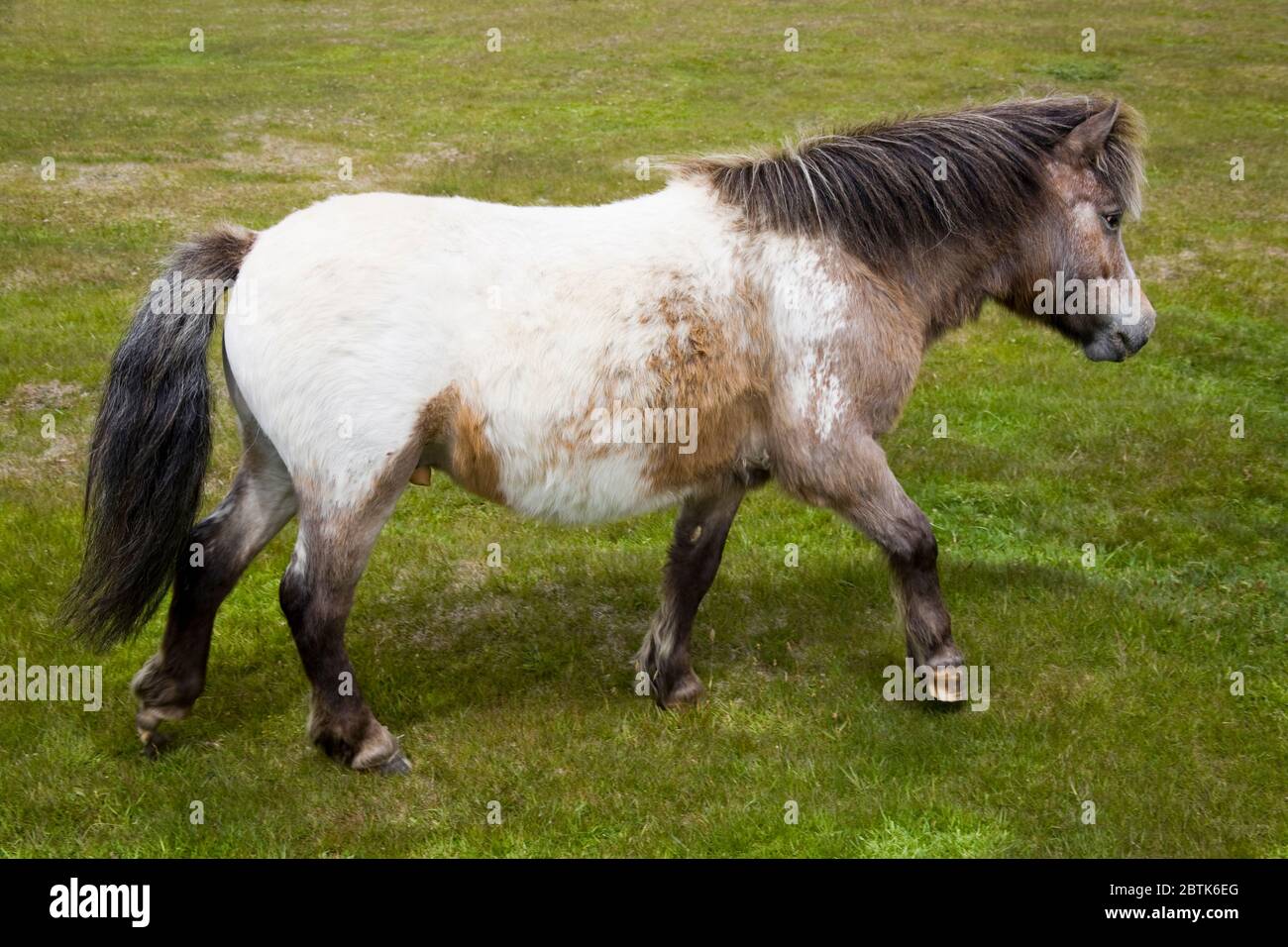 Pferde in Port Stanley, Falklandinseln (Islas Malvinas), Vereinigtes Königreich, Südamerika Stockfoto