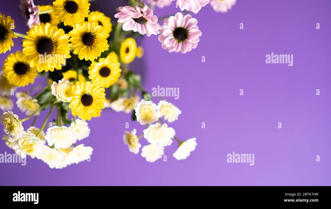 Bouquet von zarten gelb weiß und rosigen Frühling Chrysantheme Blüten auf violettem Hintergrund. Inspiration. Gruß. Stockfoto