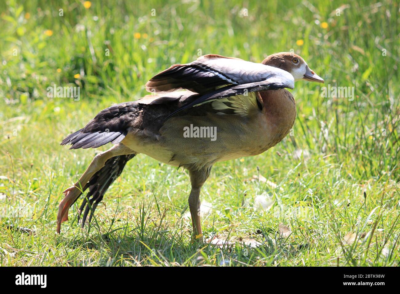 Ägyptische Gänse in den Niederlanden Stockfoto