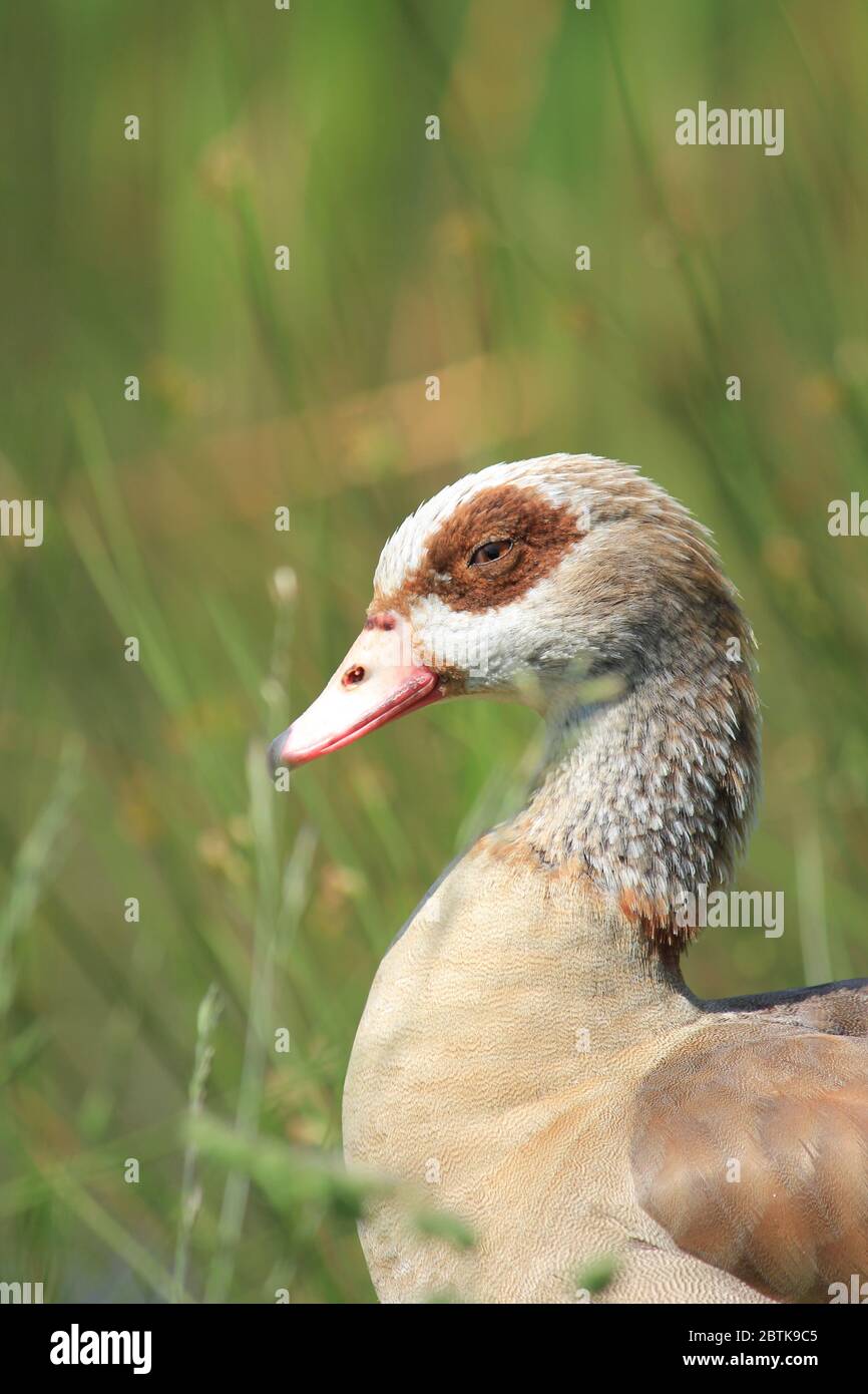 Ägyptische Gänse in den Niederlanden Stockfoto