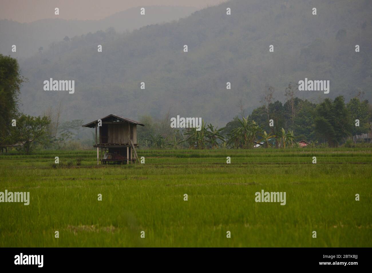 Reisfelder Stockfoto