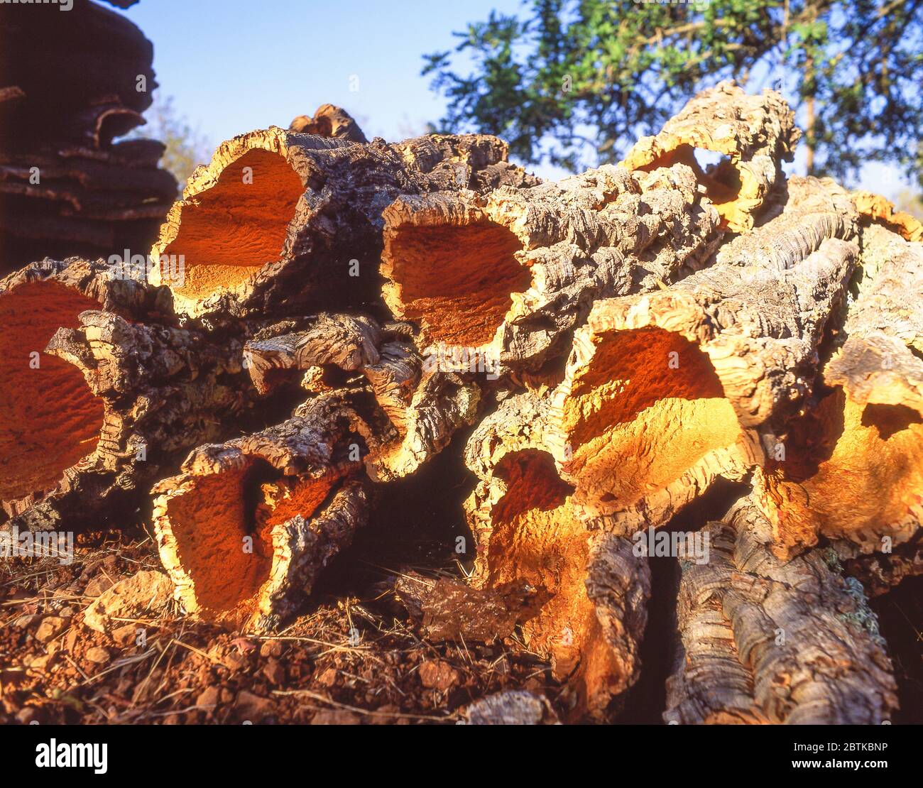 Korkeichen (Quercus suber) Rinde im Feld, in der Nähe von Silves, Algarve Region, Portugal Stockfoto
