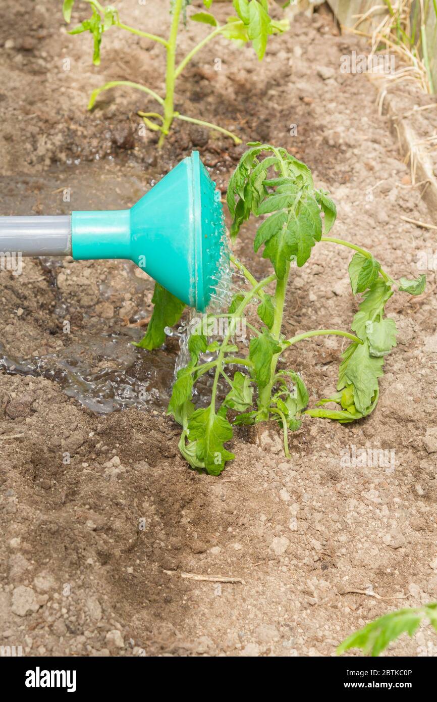 Frisch gepflanzte Tomatensämlinge werden aus einer Gießkanne im Gewächshaus gegossen Stockfoto