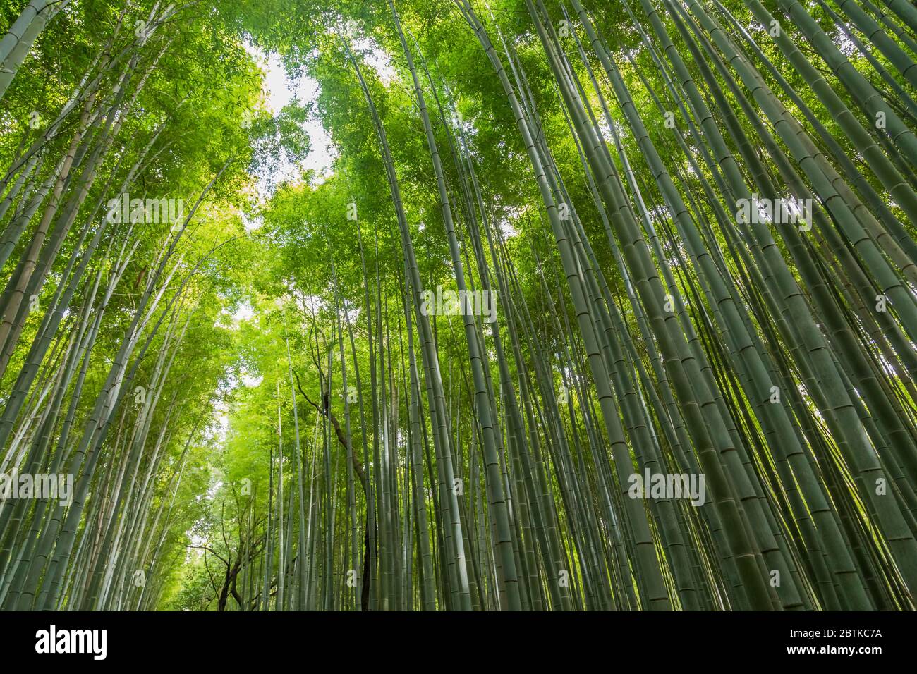 Arashiyama Bamboo Grove oder Sagano Bamboo Forest, ist ein natürlicher Bambuswald in Arashiyama, Wahrzeichen und beliebt bei Touristen Attraktionen in Kyoto. Stockfoto