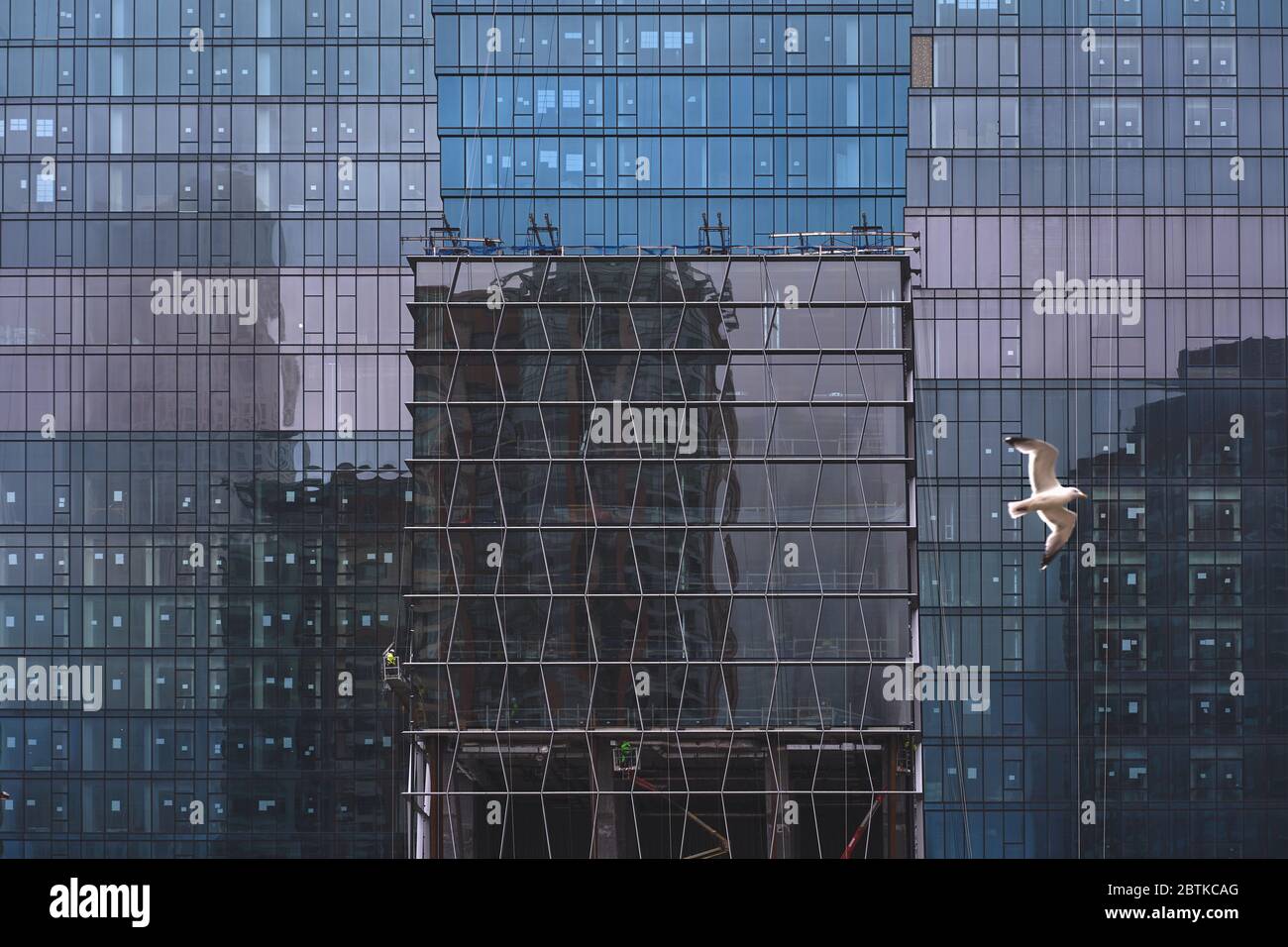 Bunte Reflexionen auf blauem Glasgebäude mit Möwe Stockfoto