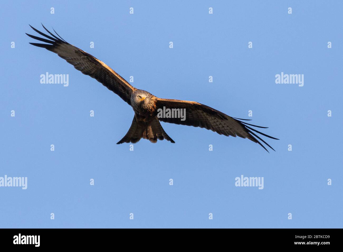 UK Wetter: Rote Drachenvögel fliegen in der Abendsonne über, während sie auf der Suche nach Nahrung sind. Vom Aussterben bedroht, sind Milvus Milvus (besser bekannt als Red Kites) ein anmutiger, Gabelschwanz-Vogel, der erfolgreich wieder in Großbritannien eingeführt wurde und nun allein in Großbritannien seit ihrer Wiedergründung im Jahr 1989 rund 1,800 Brutpaare erreicht hat. Jetzt, mit 18000-24000 Brutpaaren weltweit, sind sie nicht mehr gefährdet, besonders wenn sie unter dem Schutz eines der längsten P der Welt stehen Stockfoto