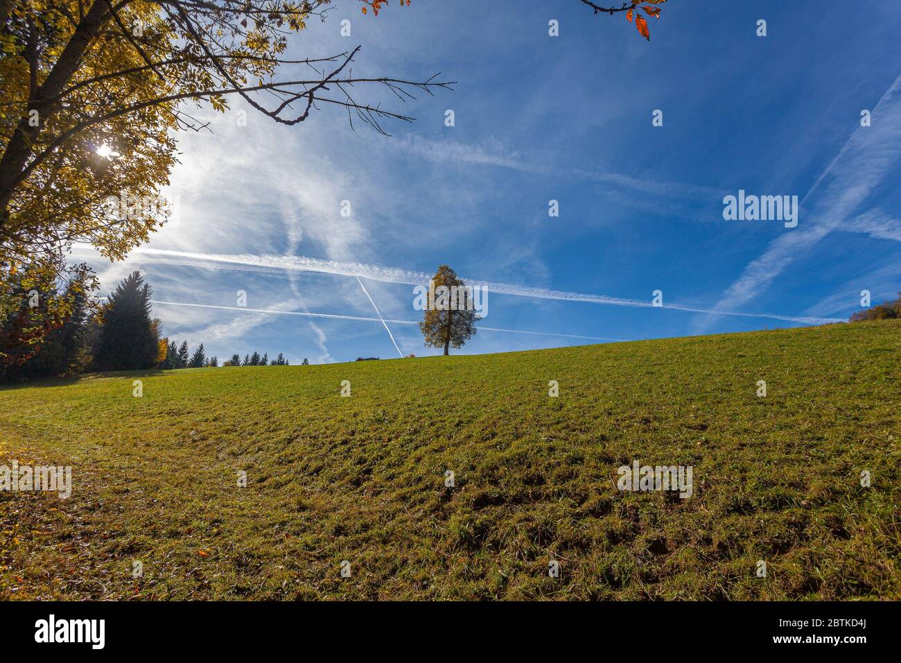 Wiese mit einsamen Baumsilhouetten gegen den Himmel, Val di Tires, Italien. Konzept: Herbstliche Dolomitenlandschaften Stockfoto