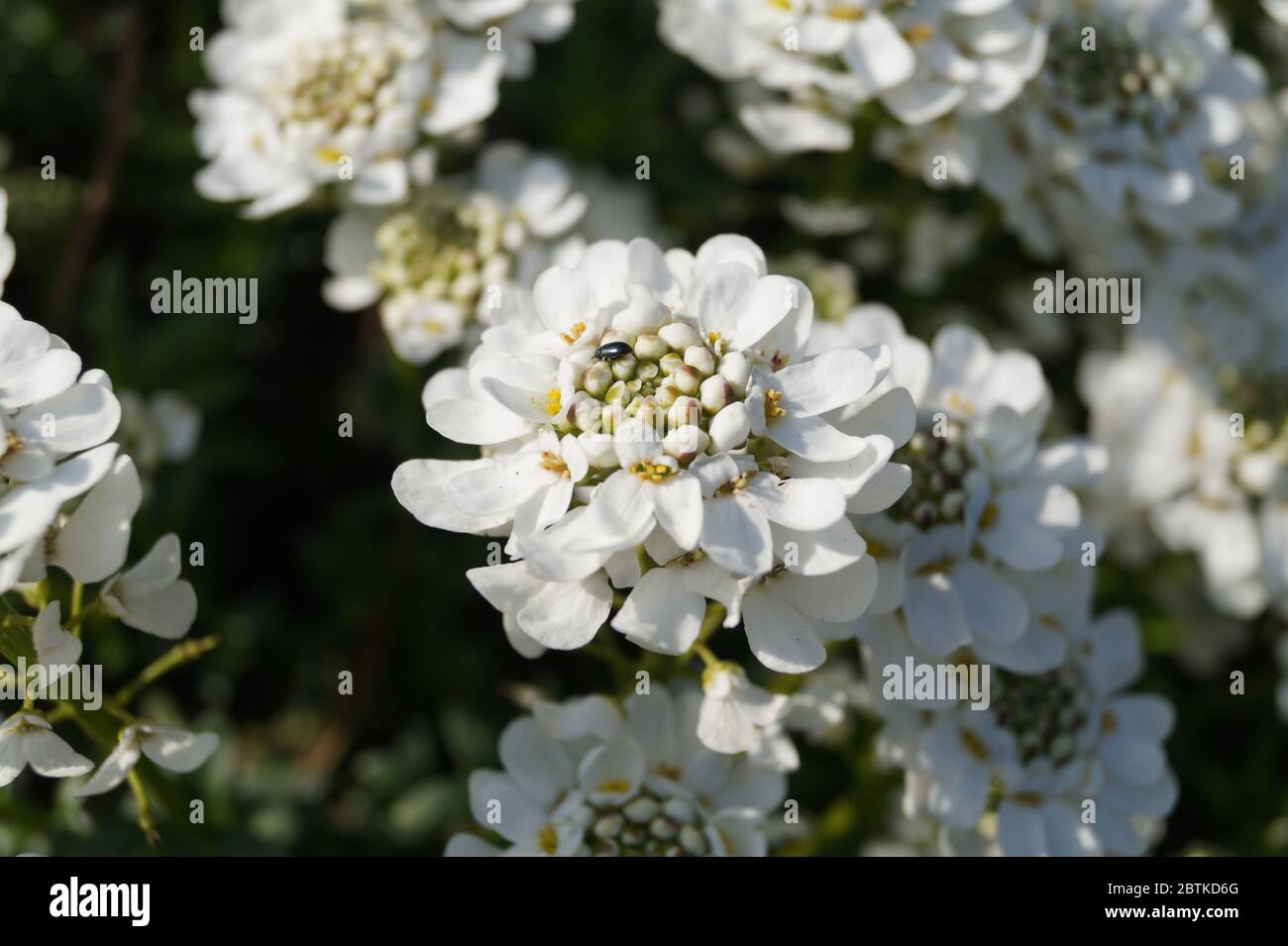 Weiße Blüten mit kleinem Käfer Stockfoto