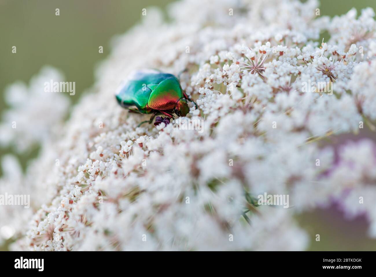 Käfer grüne Rose Schäfer sammelt Nektar auf Eberesche Blumen, aus nächster Nähe Stockfoto
