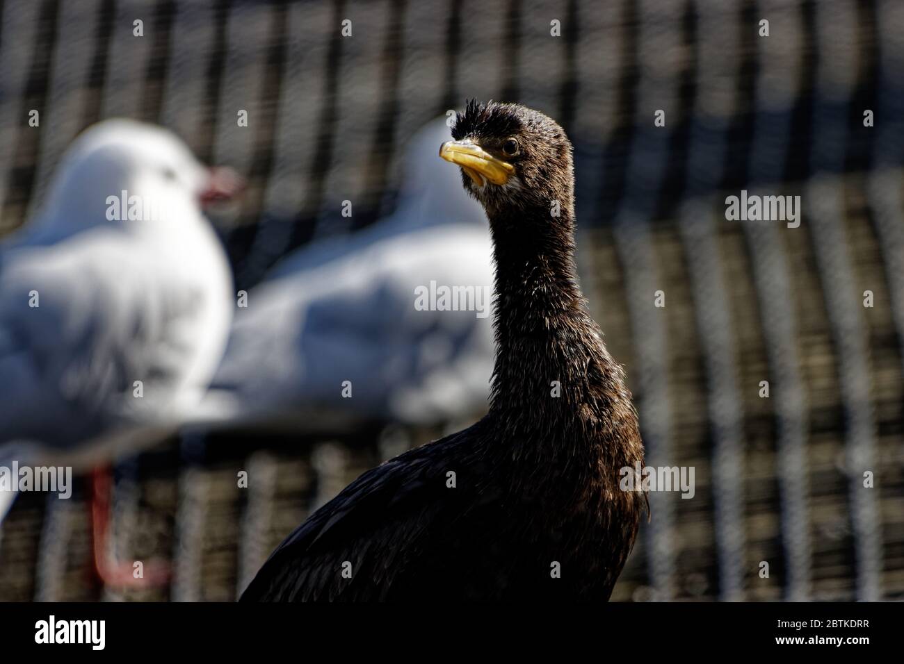 Kleine schwarze Tücher haben ein schlankes, ganz schwarzes Gefieder mit einem dunkelgrünen Glanz auf den oberen Flügeln, die bei gutem Licht sichtbar sind. Stockfoto