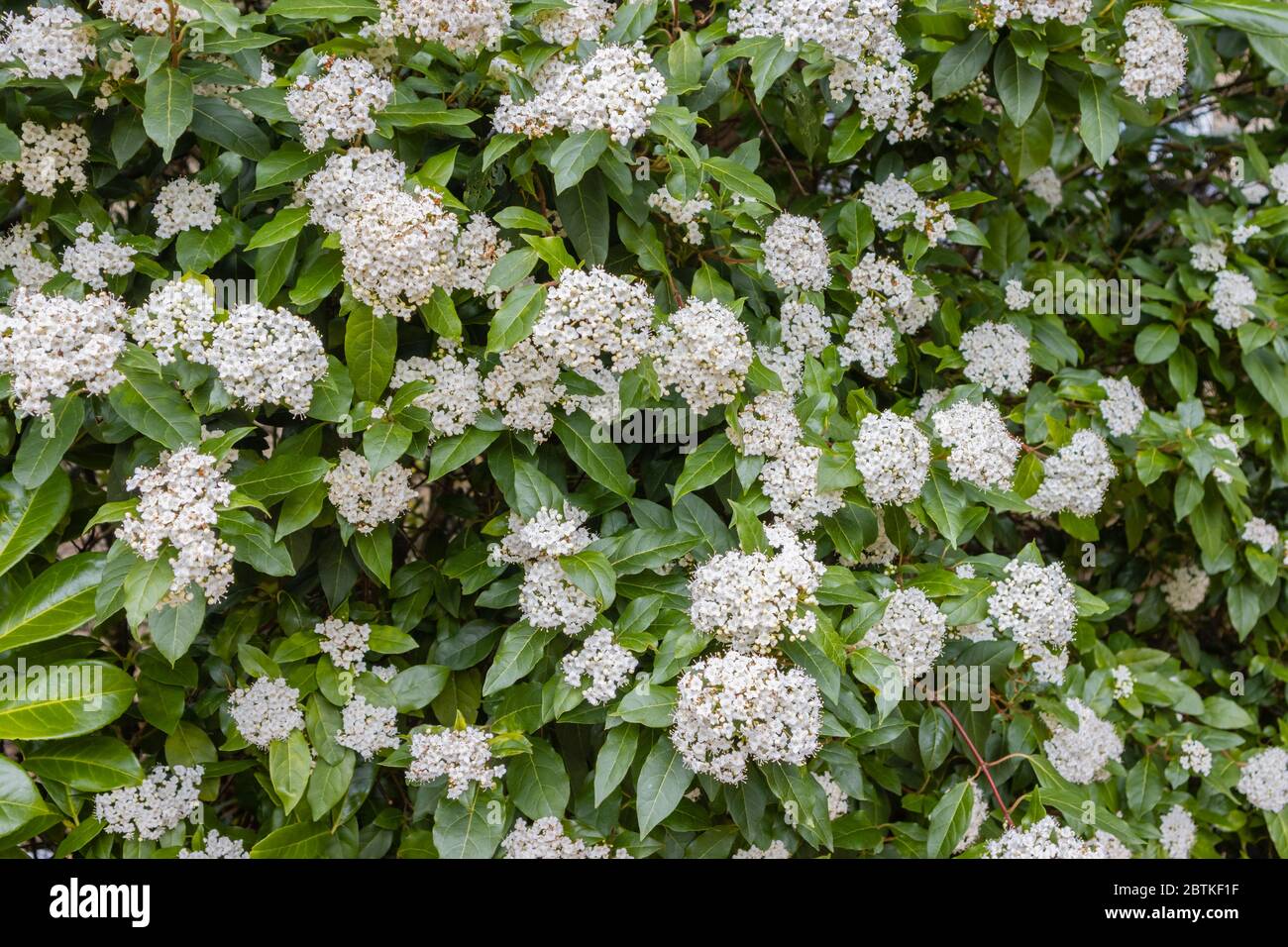 Hübsche, zarte weiße Blüten (Corymbs, Blütenstände) eines duftenden immergrünen Viburnum Strauch in Blüte im Frühjahr, häufig für Gartenabsicherung verwendet Stockfoto
