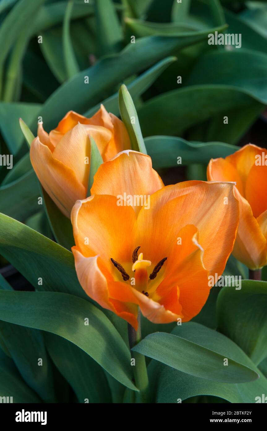Nahaufnahme des tulipa Orange Emperor mit Stigma und Staubgefäß. Eine einzelne Frühlingsblüte Tulpe, die zur Fosteriana-Gruppe der Tulpen Division 13 gehört Stockfoto