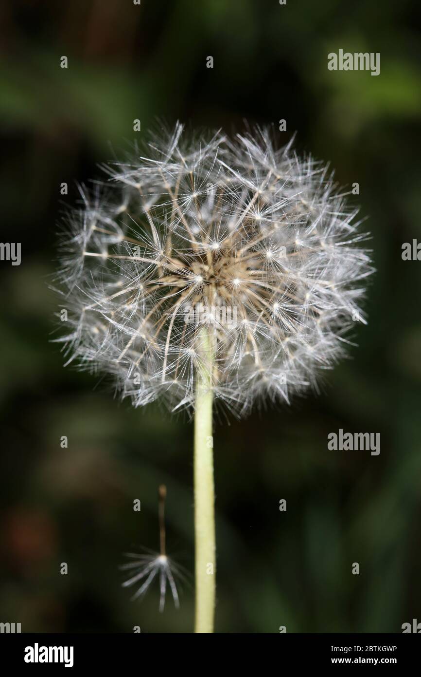 Blow Ball wild Blume Löwenzahn taracaxum asteraceae Familie moderne hochwertige Druck Stockfoto
