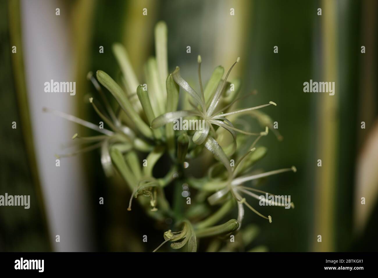 Dracaena trifasciata Blume blühende Schlange Pflanze Asparagaceae Familie Moderne hohe Qualität drucken Stockfoto