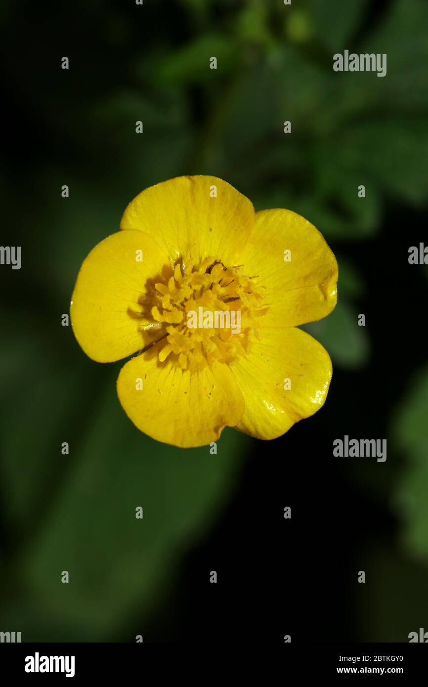 Gelbe Wildblumenblüte ranunculus acris Butterblumengewächse Familie ranunculaceae moderner, hochwertiger Druck Stockfoto