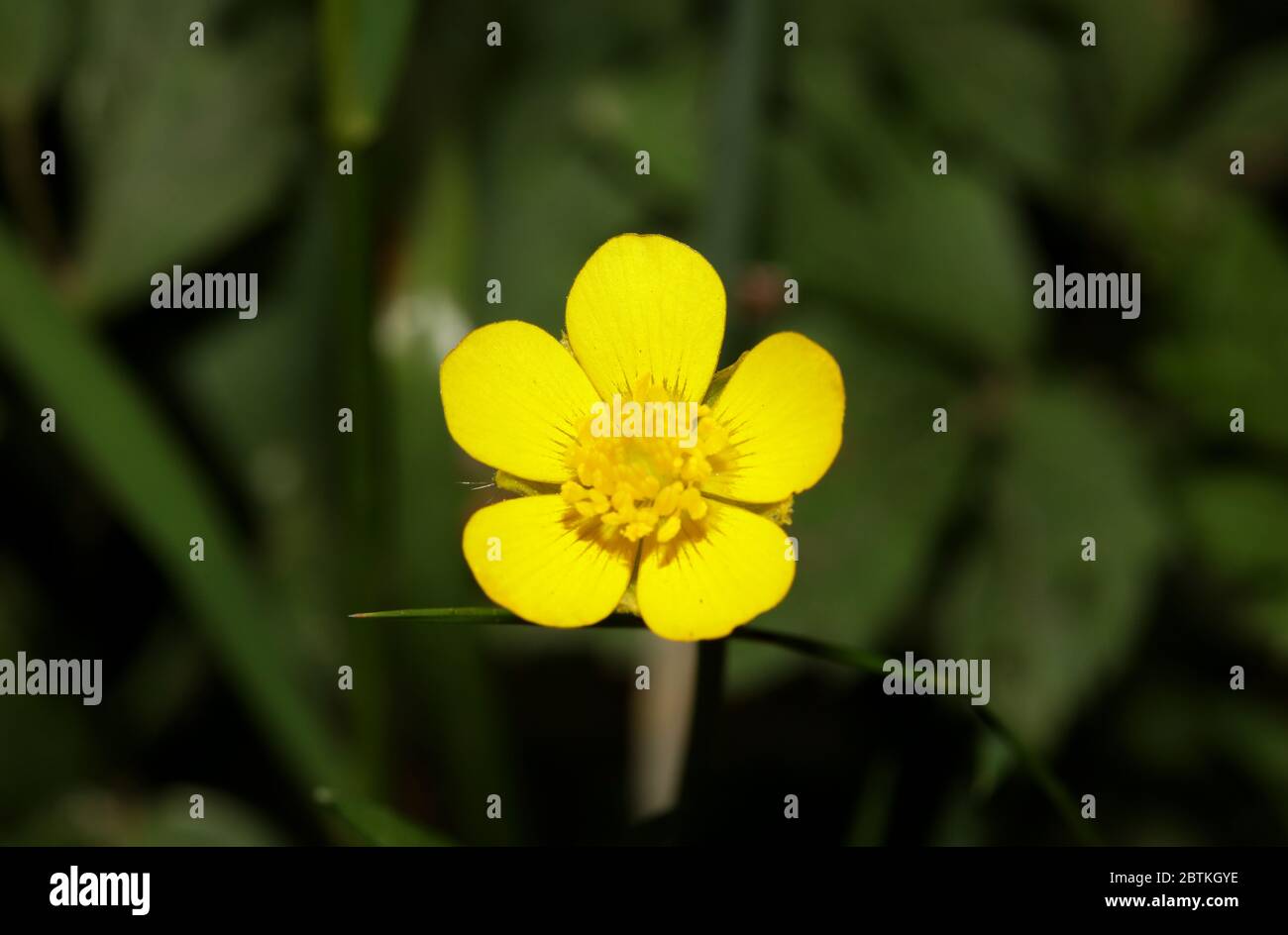 Gelbe Wildblumenblüte ranunculus acris Butterblumengewächse Familie ranunculaceae moderner, hochwertiger Druck Stockfoto
